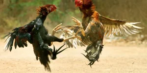 Chiến kê dũng mãnh trong trận đá gà đầy gay cấn