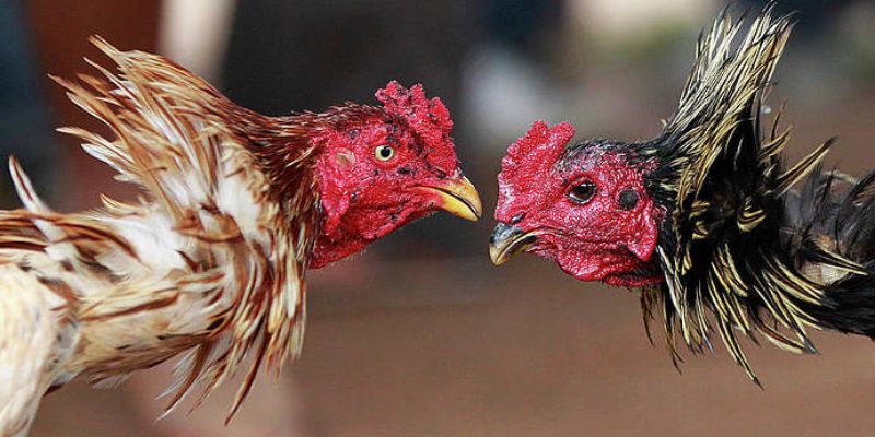 Lý do các giống gà hiếm được săn đón